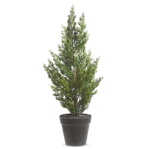 Potted Cedar Tree