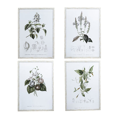 Botanical Prints, 4 Styles