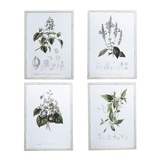 Botanical Prints, 4 Styles