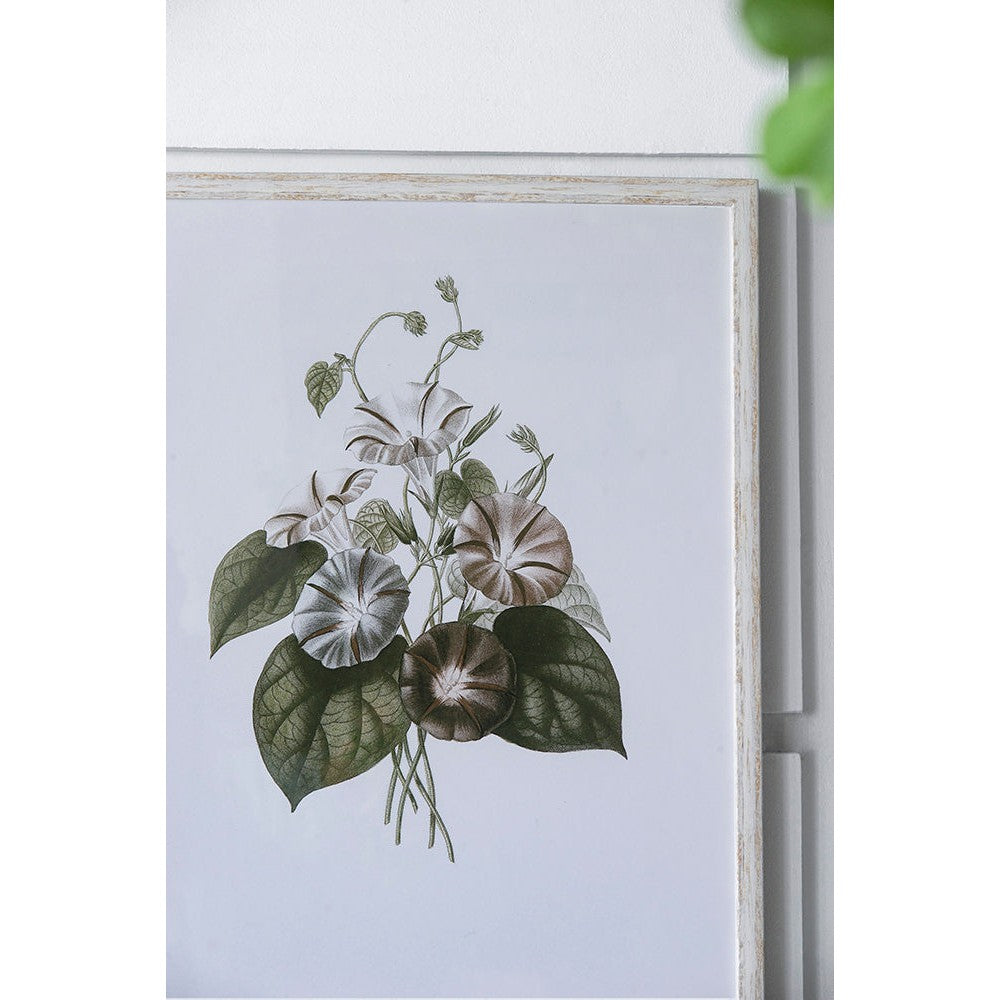 Botanical Prints, 4 Styles