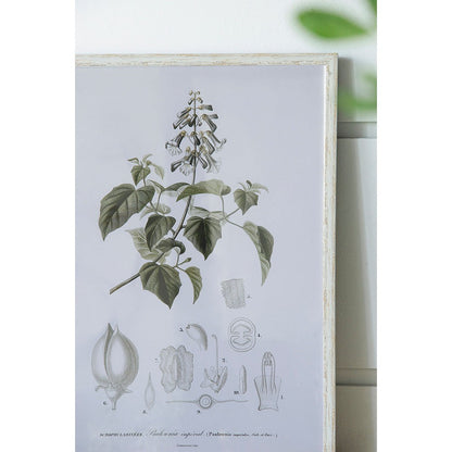 Botanical Prints, 4 Styles