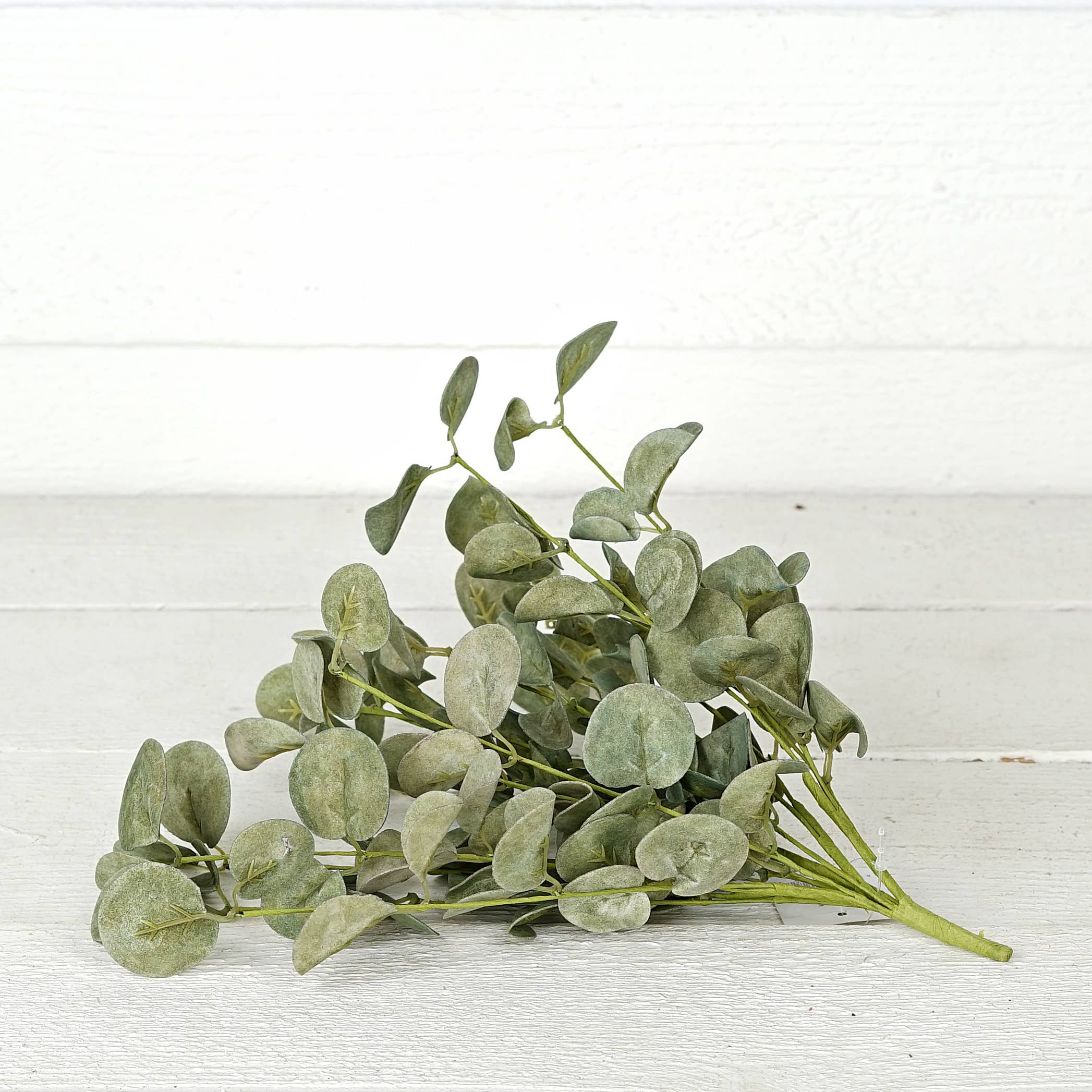 Silver Dollar Bush, Sage | Bridal Shower Drew Henry & Garrett Askins