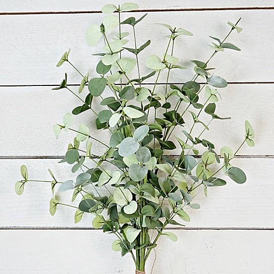 Silver Dollar Eucalyptus Bundle