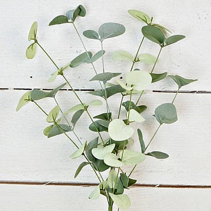 Silver Dollar Eucalyptus Pick