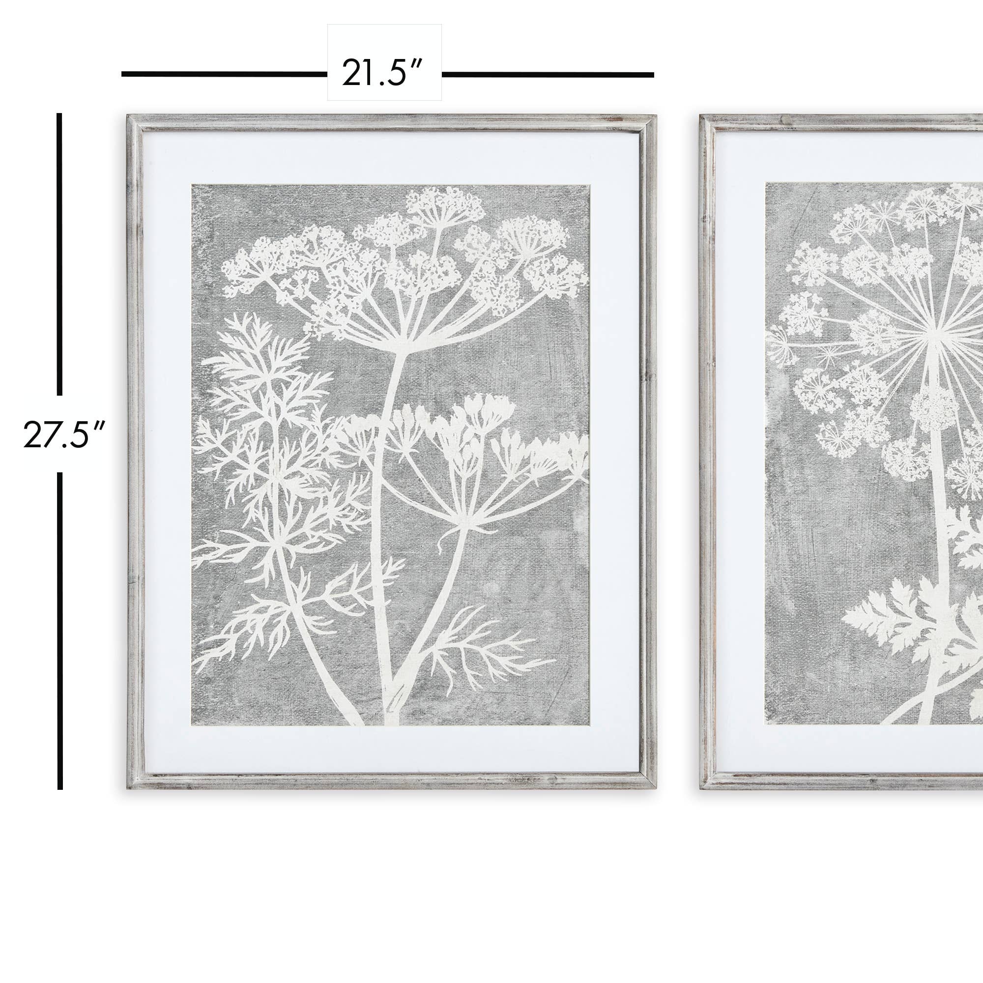 Blooming Queen Anne's Lace Prints