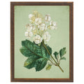 White Hydrangea Botanical Framed Print by Antique Curiosities Inc
