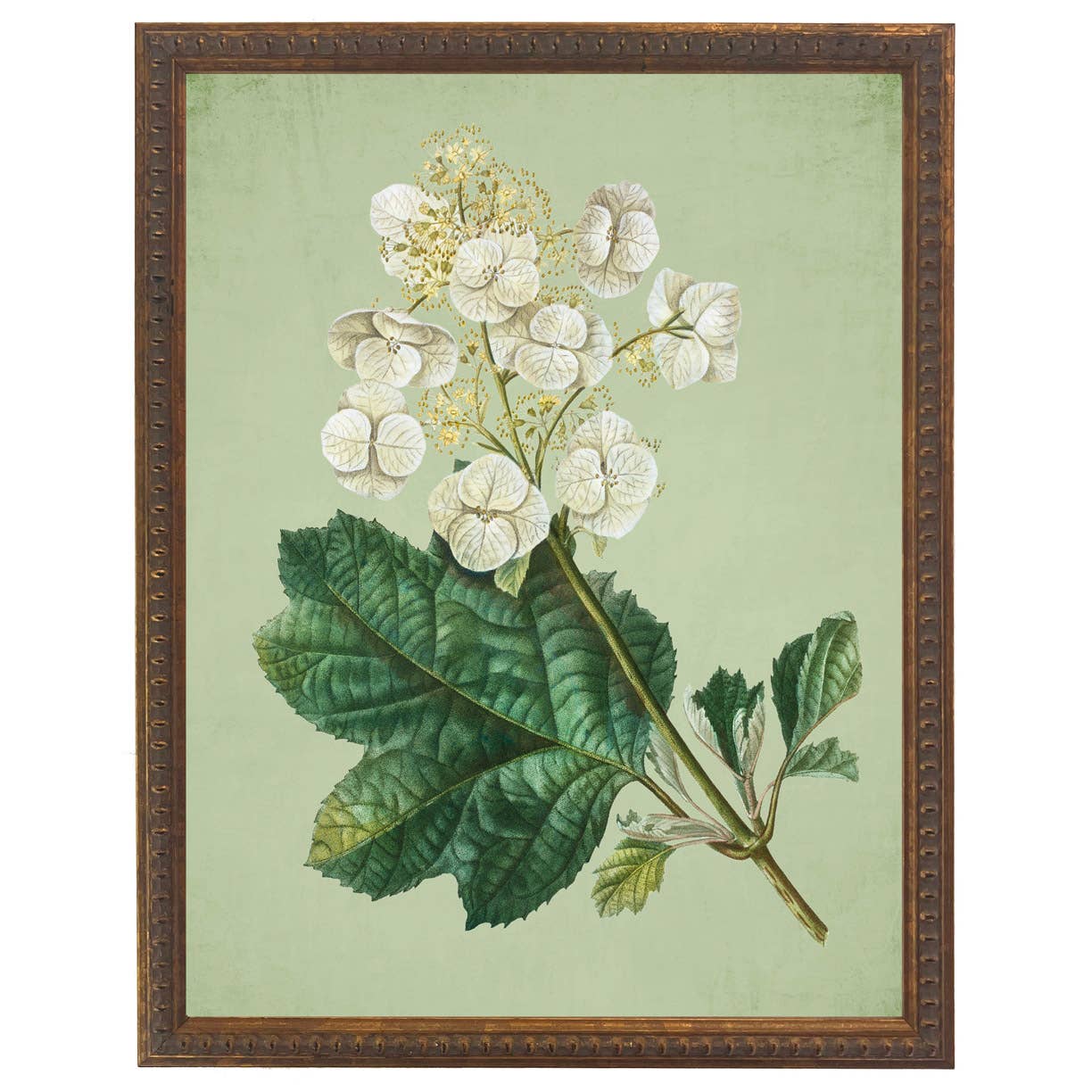 White Hydrangea Botanical Framed Print by Antique Curiosities Inc
