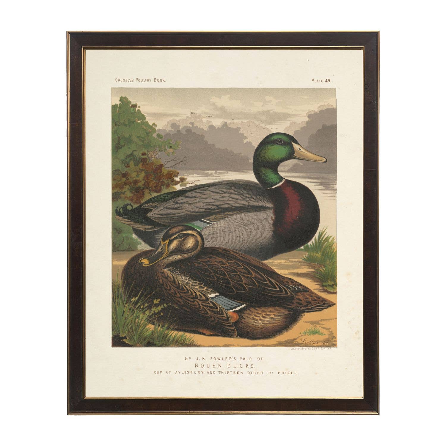Antique Curiosities Inc Rouen Ducks Vintage Framed Print