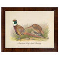 Antique Curiosities Inc Caucasian Pheasant Vintage Framed Print