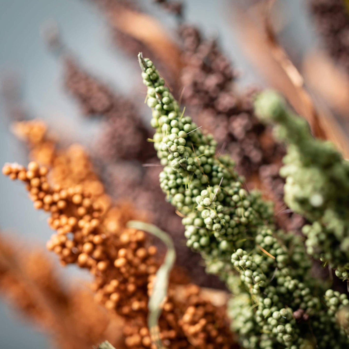 Dried Berry Bushes