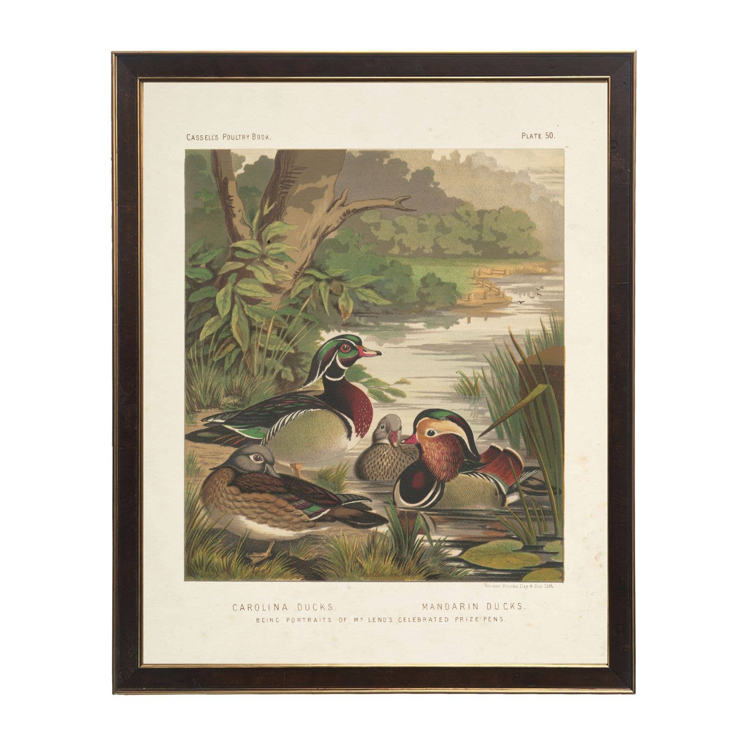 Antique Curiosities Inc Caucasian Pheasant Vintage Framed Print