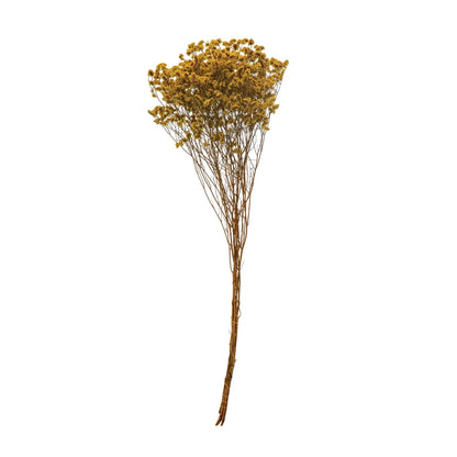 Dried Natural Pearl Grass Bunch, Chartreuse