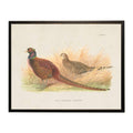 Antique Curiosities Inc Caucasian Pheasant Vintage Framed Print