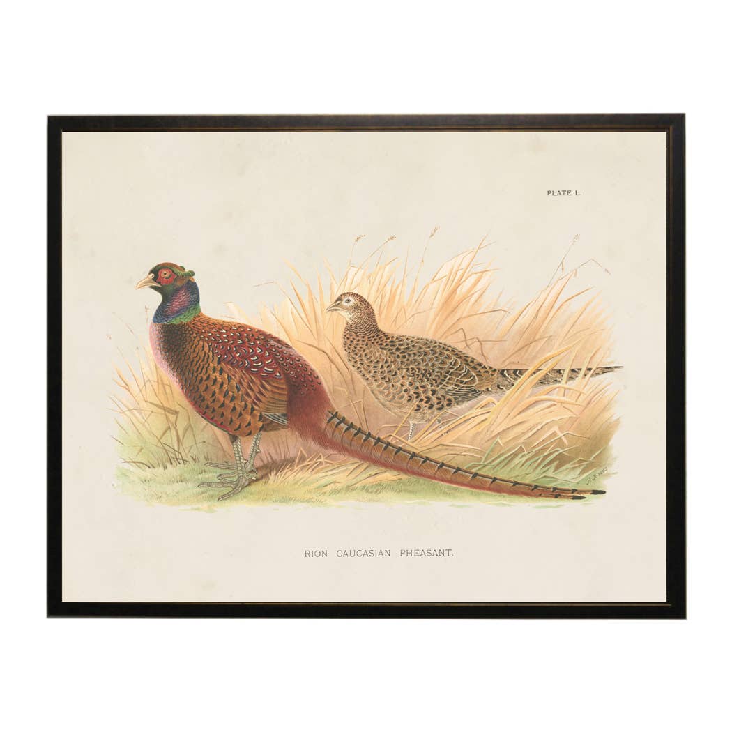 Antique Curiosities Inc Caucasian Pheasant Vintage Framed Print