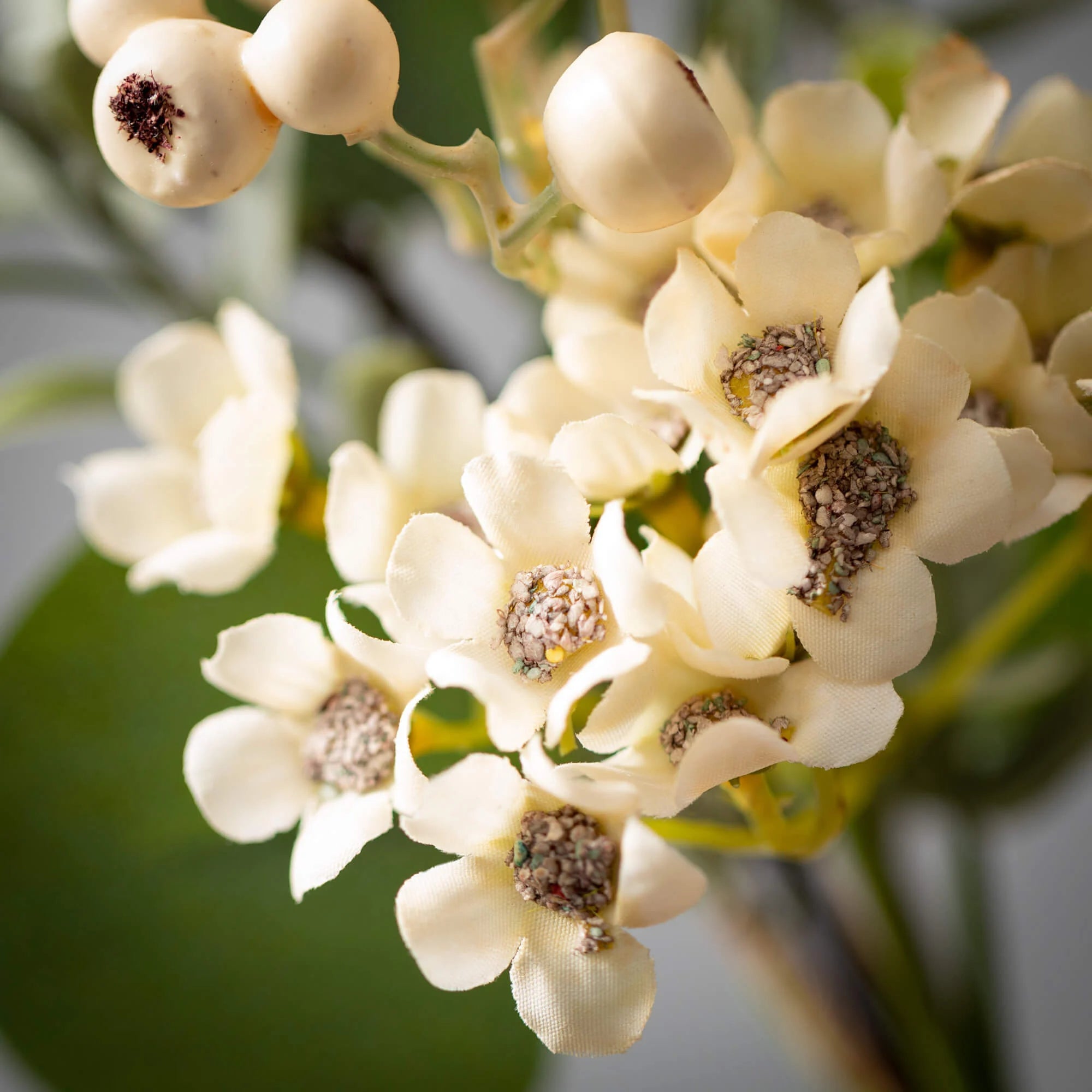 Eucalyptus and Waxflower Swag