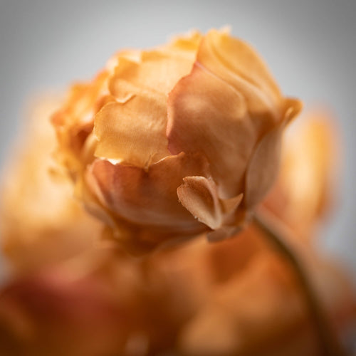 Blooming Peony Spray, Brown Sugar