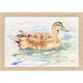 Water Ducks