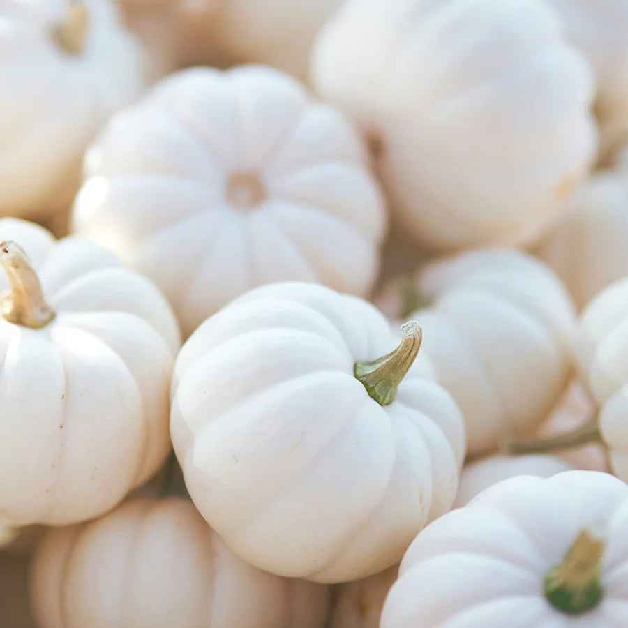 Whitewashed Mini Pumpkins (Bag of 6)