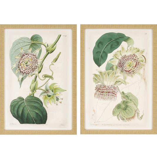 Antique Flower Prints-Paragon-Lasting Impressions