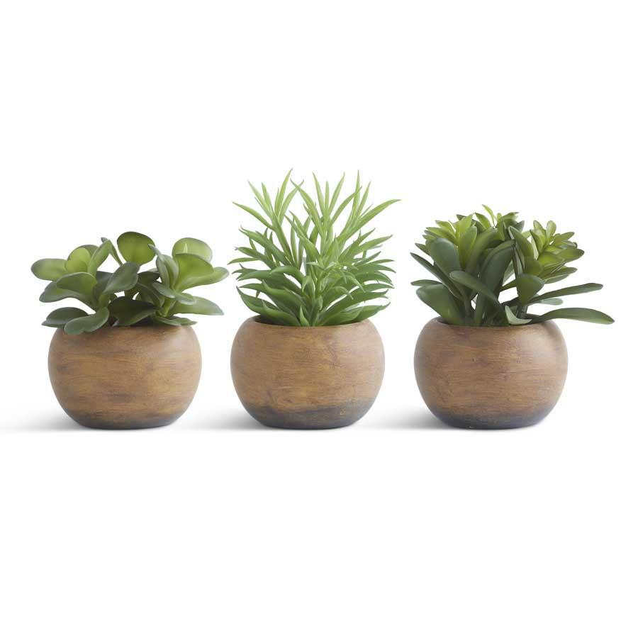 Succulents in Round Pots-K&K Interiors-Lasting Impressions
