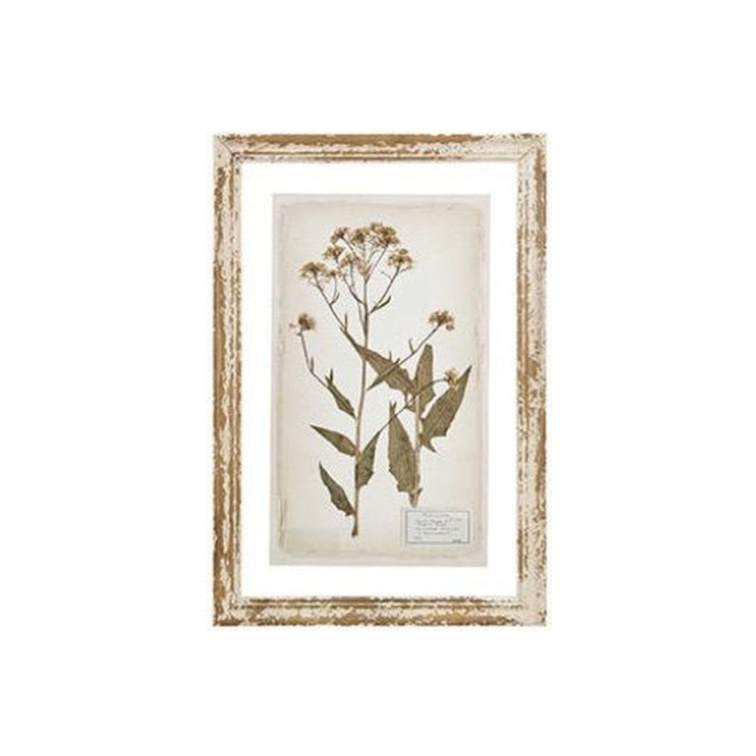 Glass Backing Cream Botanical Prints