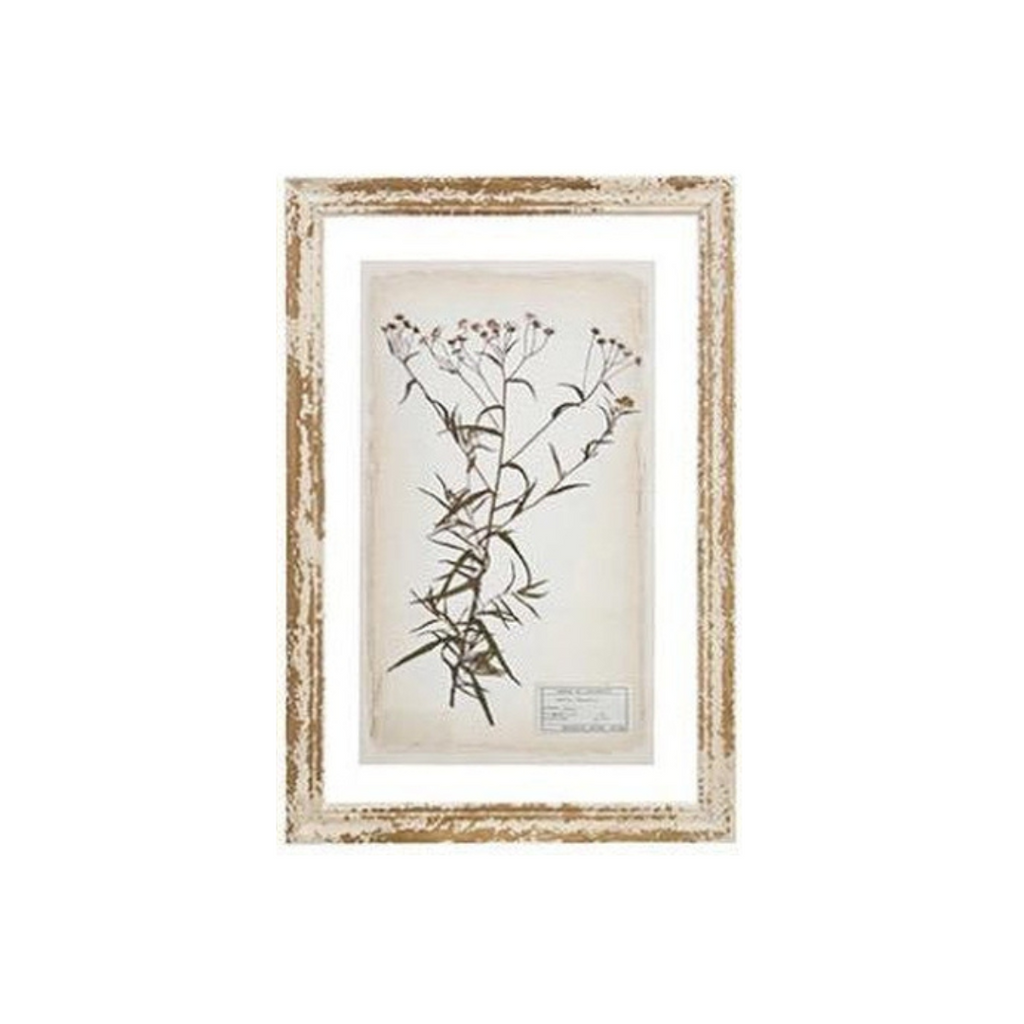 Glass Backing Cream Botanical Prints