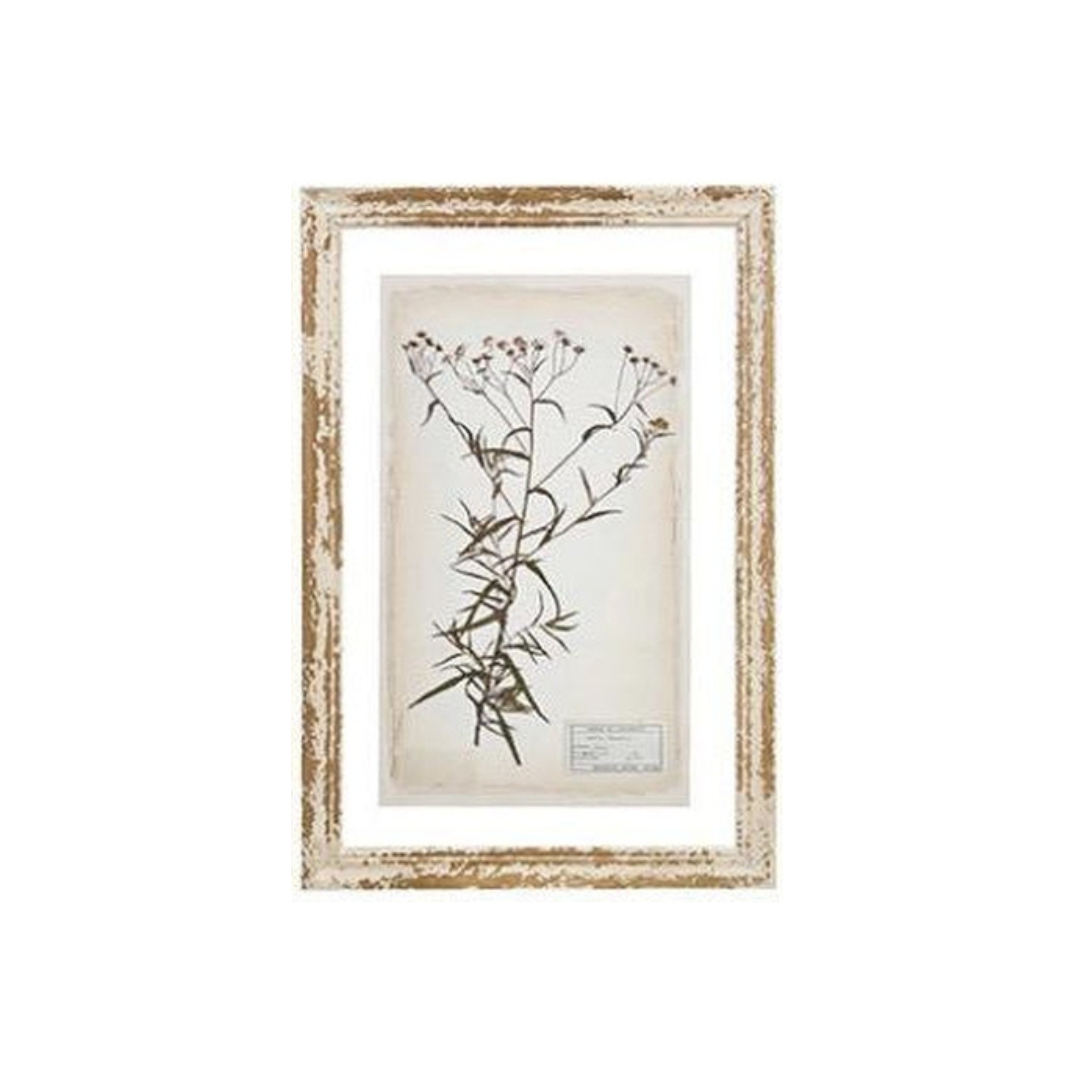 Glass Backing Cream Botanical Prints