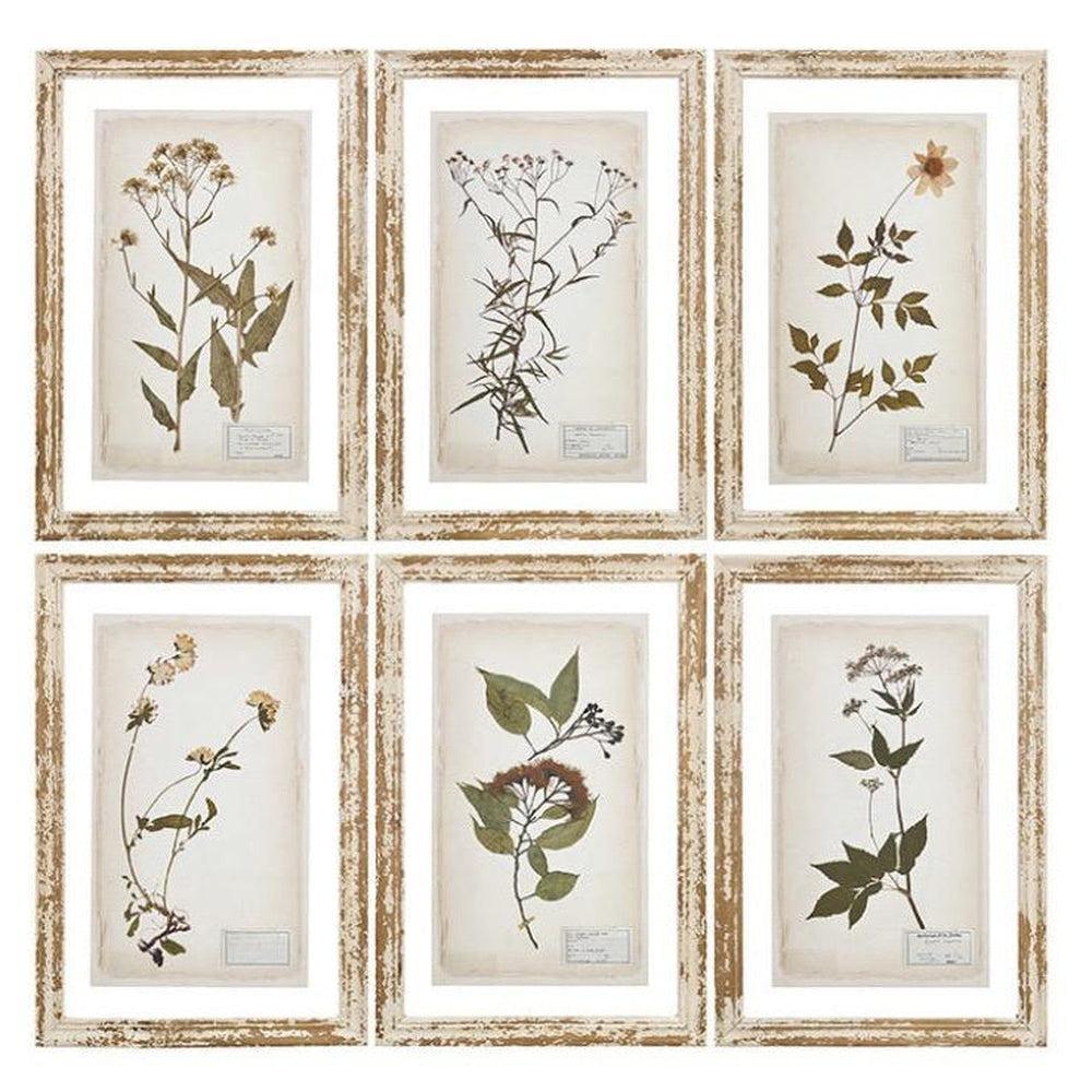 Glass Backing Cream Botanical Prints-Raz-Lasting Impressions