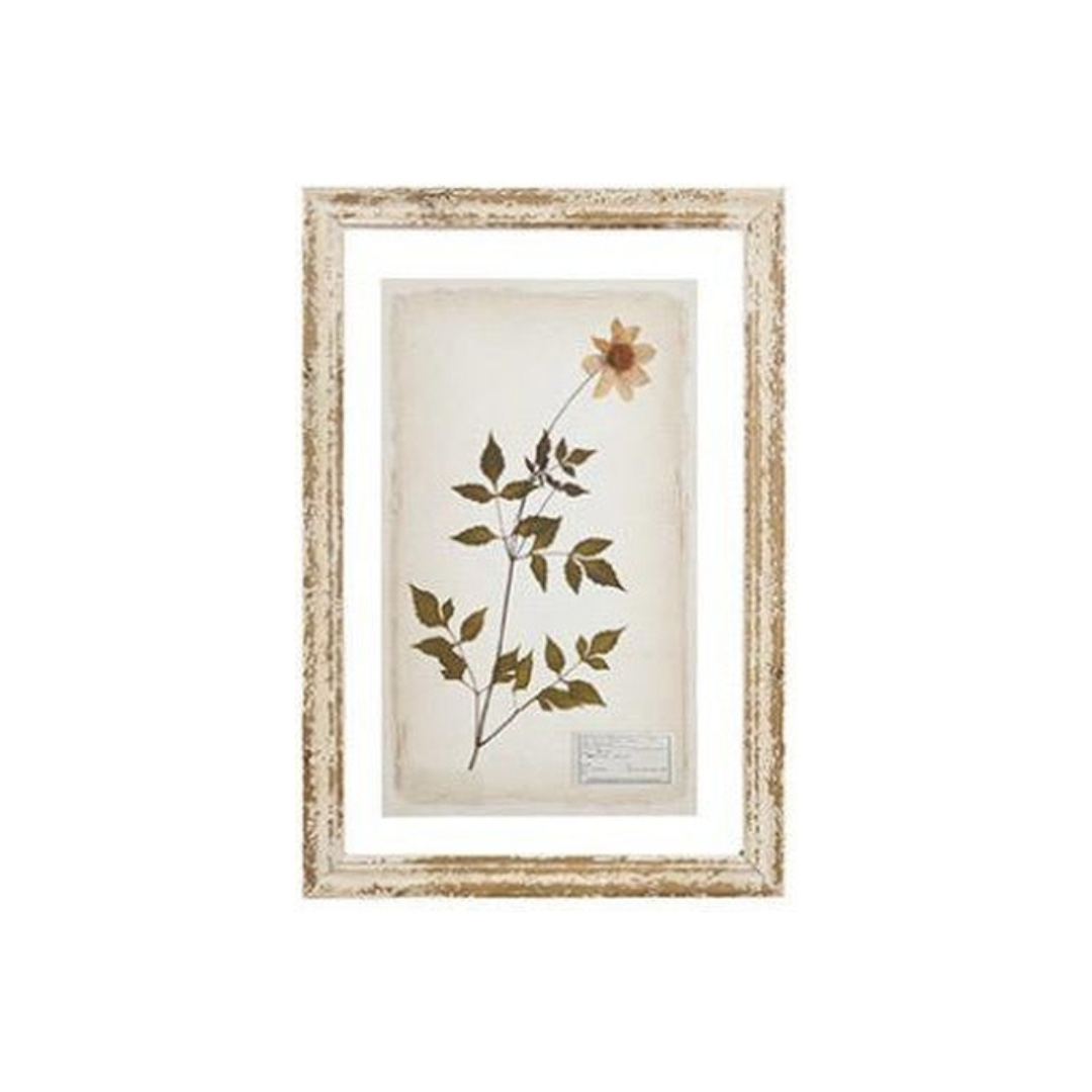 Glass Backing Cream Botanical Prints