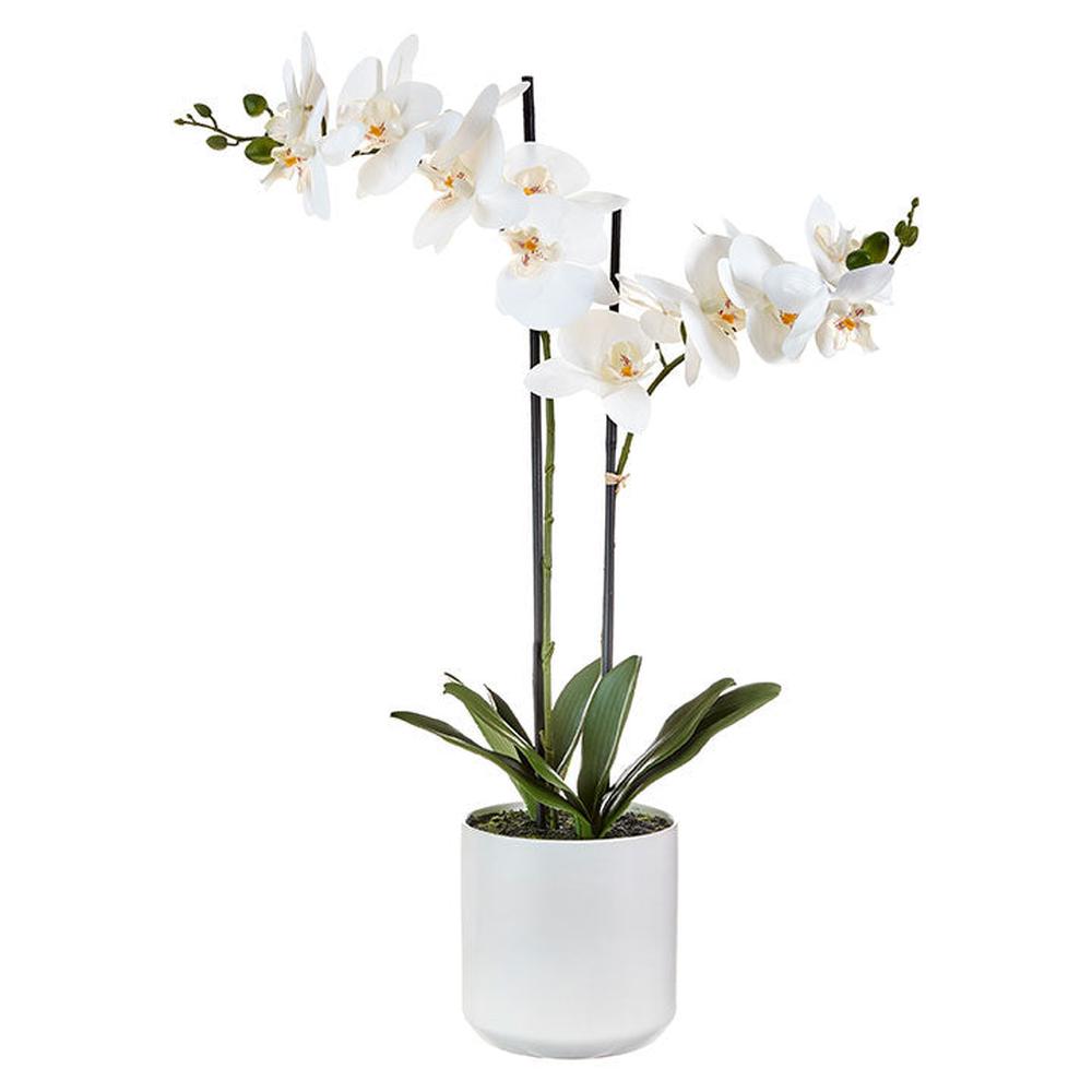 Potted Orchid