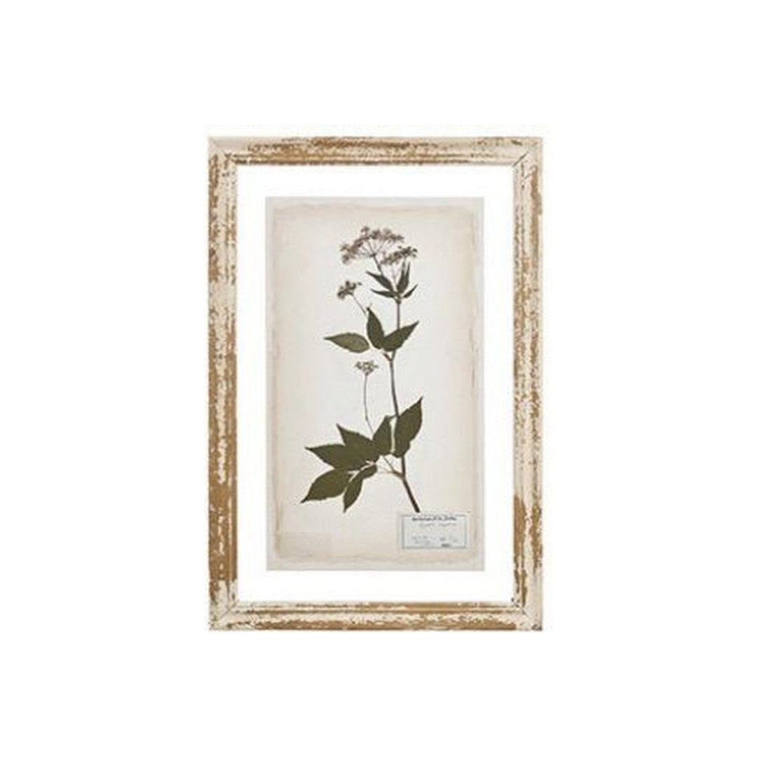 Glass Backing Cream Botanical Prints