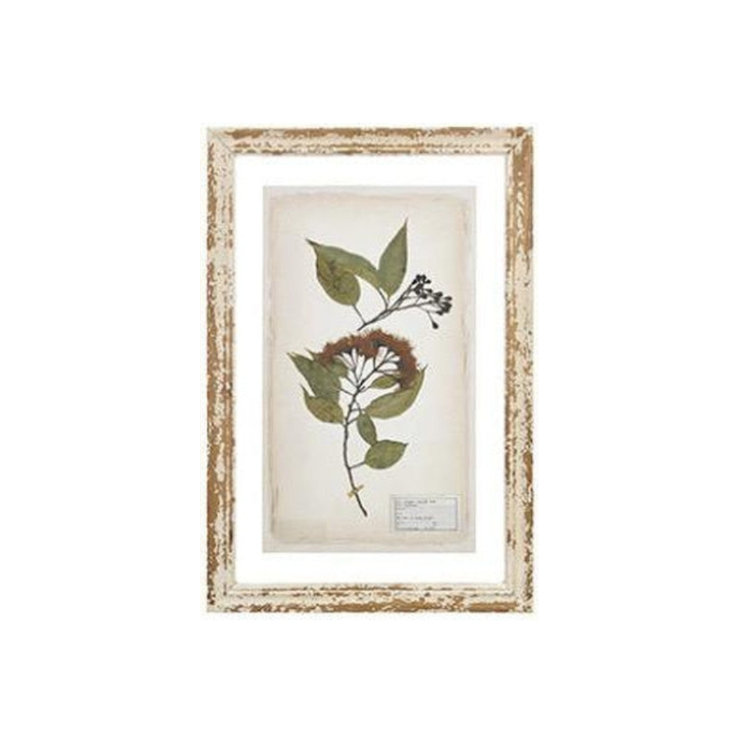 Glass Backing Cream Botanical Prints