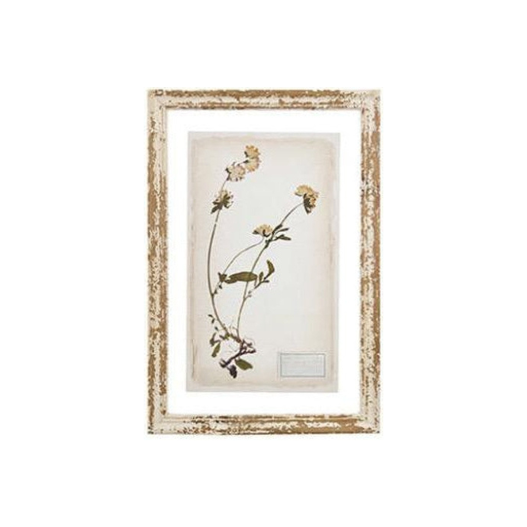 Glass Backing Cream Botanical Prints