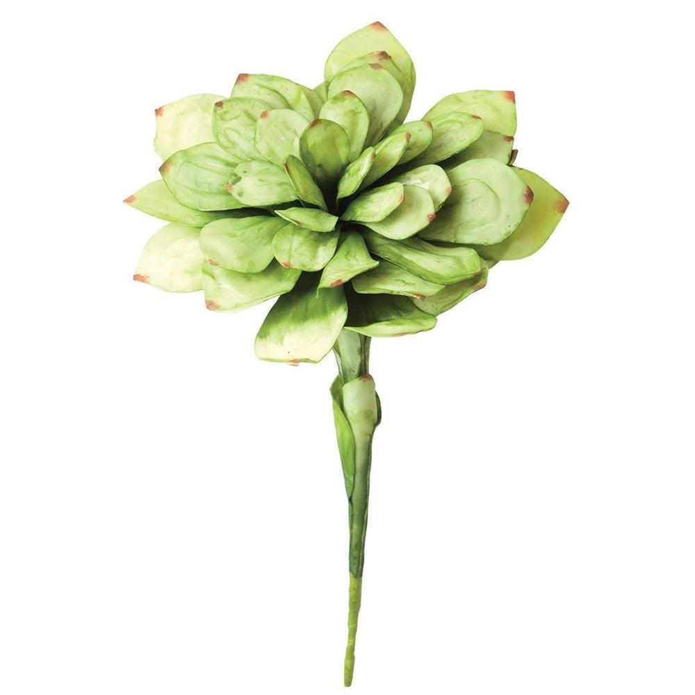 Bright Single Stem Succulent Kalalou
