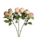 English Garden Rose Cuttings