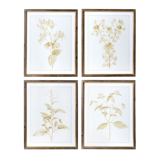 Sepia Botanical Framed Print by 