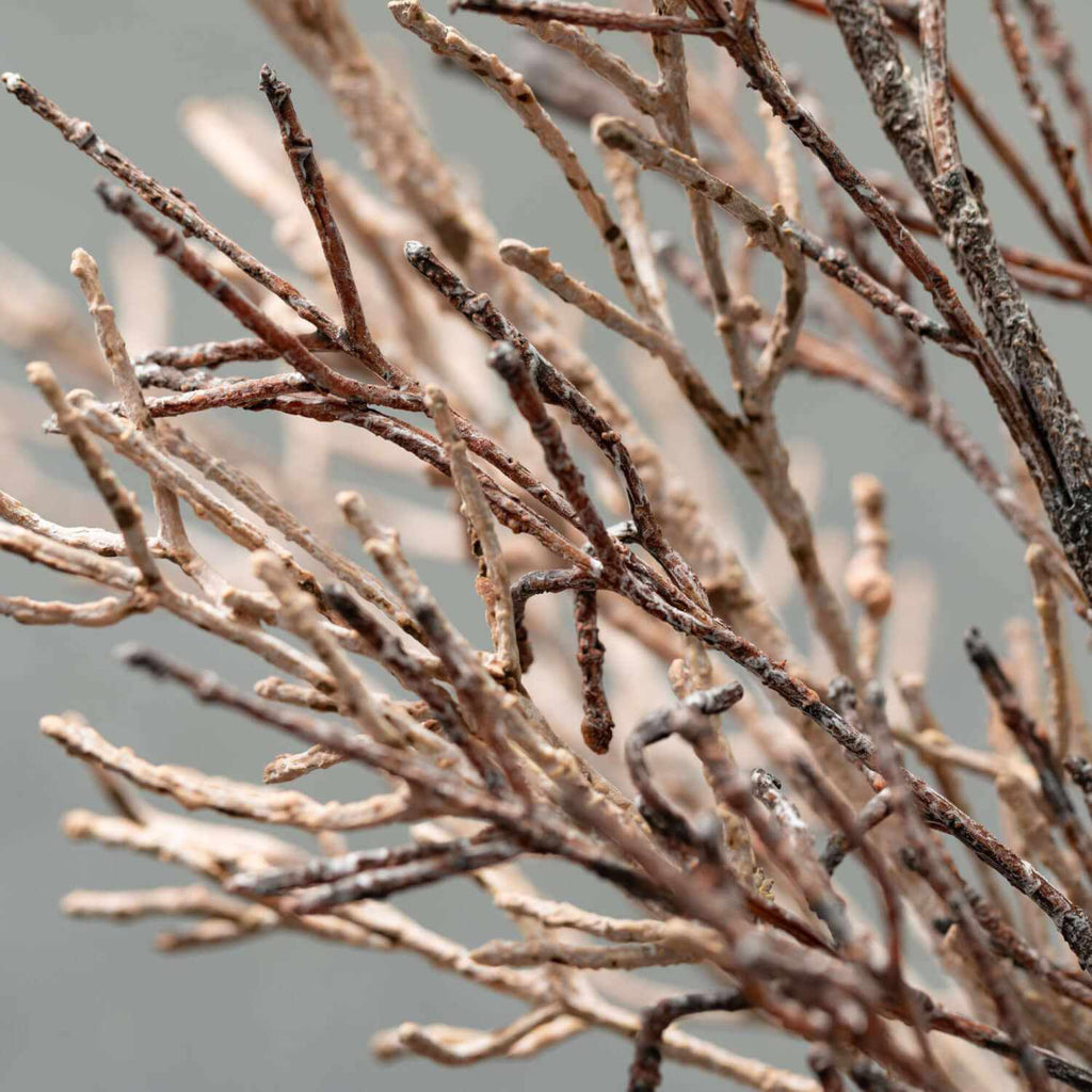 Dry Old Branch Set