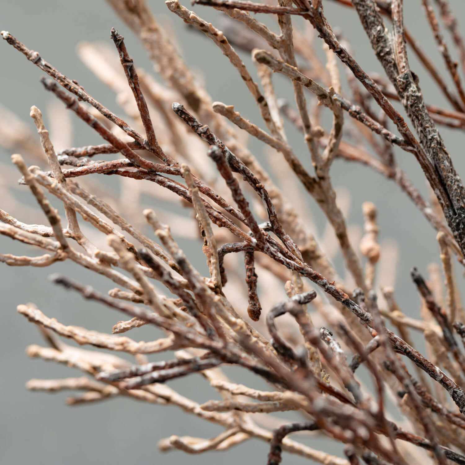 Dry Old Branch Set