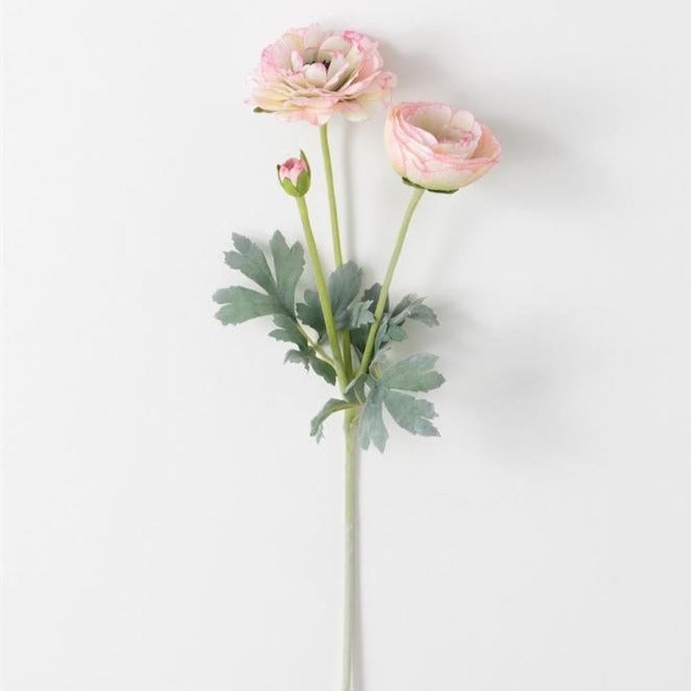 Real Garden Ranunculus Stems-Sullivan's-Lasting Impressions
