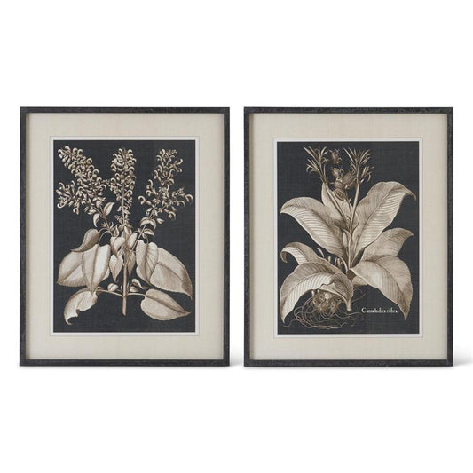 Black & White Framed Olive Prints