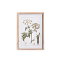 Botanical Framed Print