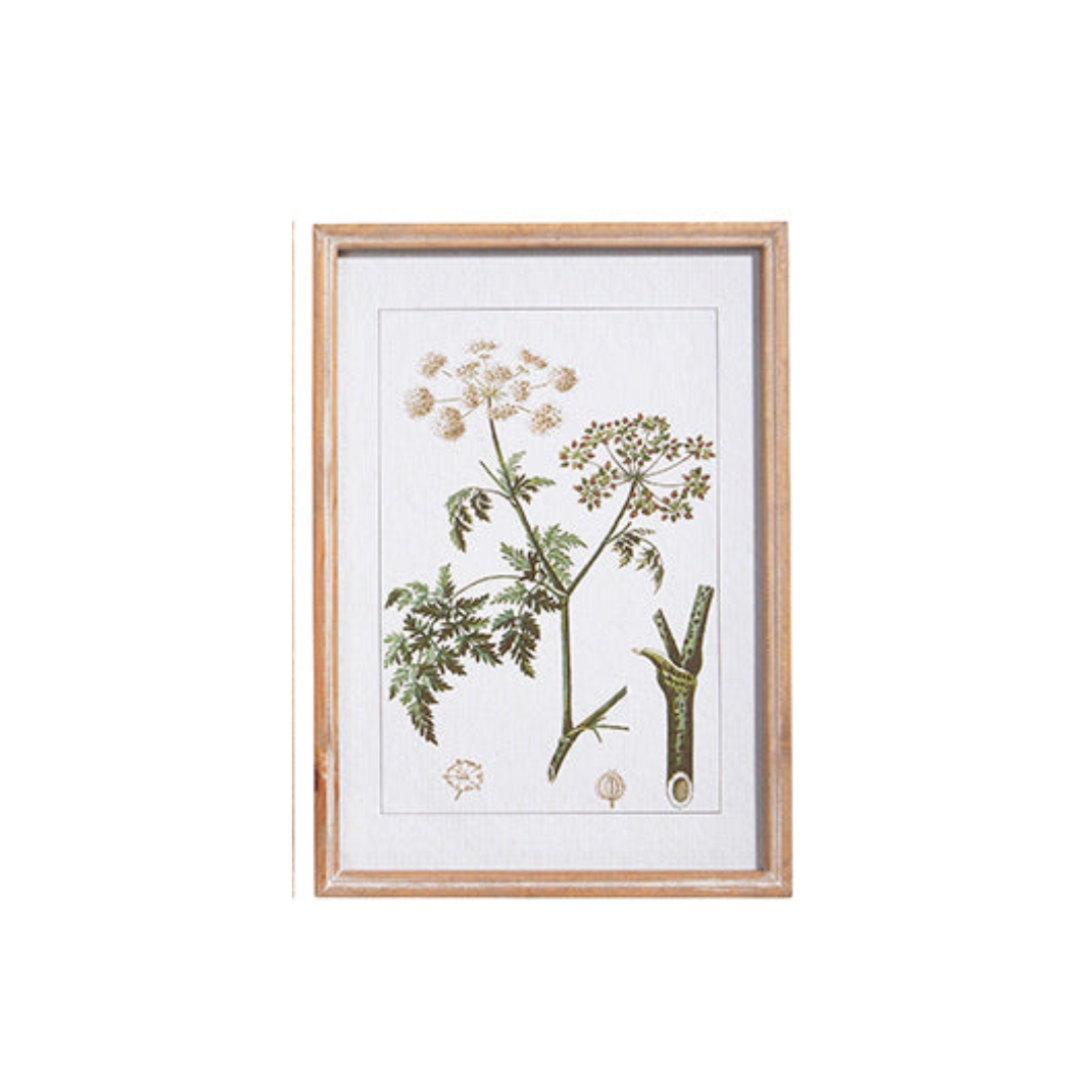 Botanical Framed Print