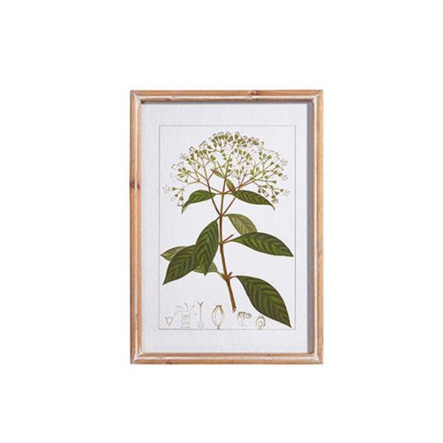 Botanical Framed Print