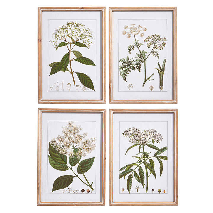 Botanical Framed Print