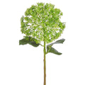 Sedum Stem-Raz-Lasting Impressions