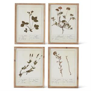 Tan Botanical Print w/Natural Wood Frame