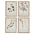 Tan Botanical Print w/Natural Wood Frame