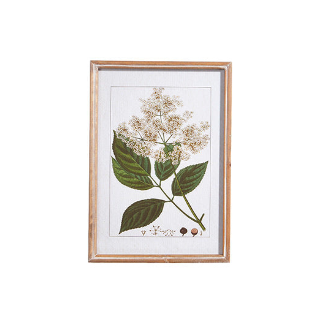 Botanical Framed Print